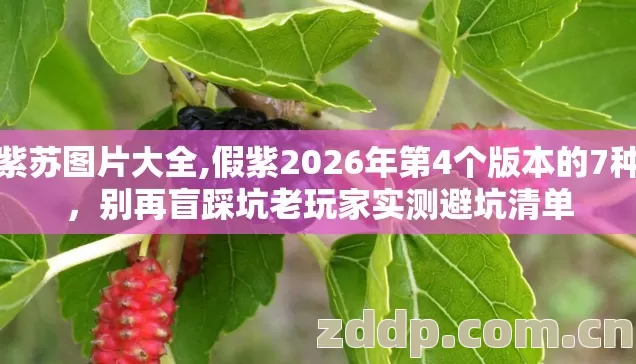 假紫苏图片大全,假紫2026年第4个版本的7种坑,别再盲踩坑老玩家实测避坑清单 假紫苏图片大全,假紫2026年第4个版本的7种坑,别再盲踩坑老玩家实测避坑清单