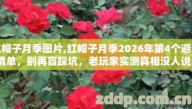 红帽子月季图片,红帽子月季2026年第4个避坑清单，别再盲踩坑，老玩家实测真相没人说？