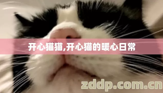 开心猫猫,开心猫的暖心日常