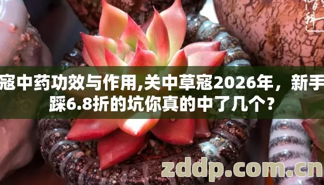 草寇中药功效与作用,关中草寇2026年,新手必踩6.8折的坑你真的中了几个? 草寇中药功效与作用,关中草寇2026年,新手必踩6.8折的坑你真的中了几个?