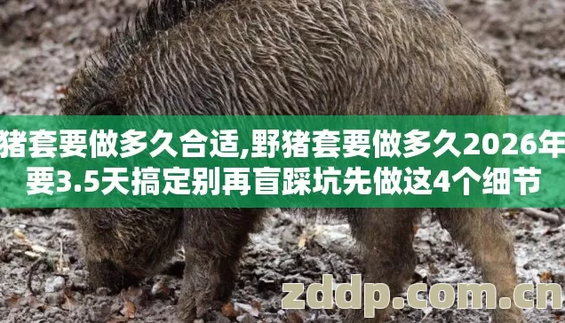 野猪套要做多久合适,野猪套要做多久2026年想要3.5天搞定别再盲踩坑先做这4个细节 野猪套要做多久合适,野猪套要做多久2026年想要3.5天搞定别再盲踩坑先做这4个细节