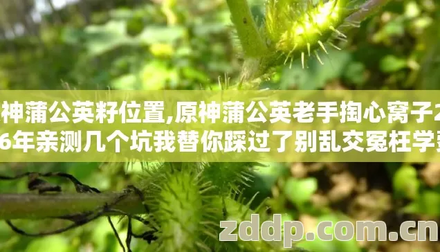 原神蒲公英籽位置,原神蒲公英老手掏心窝子2026年亲测几个坑我替你踩过了别乱交冤枉学费